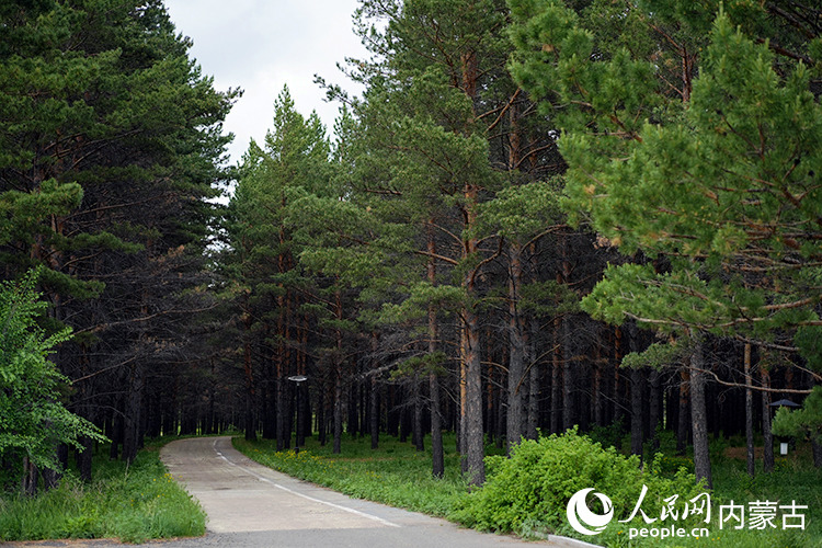 房车网 四季常青的樟子松林。人民网记者 李睿摄