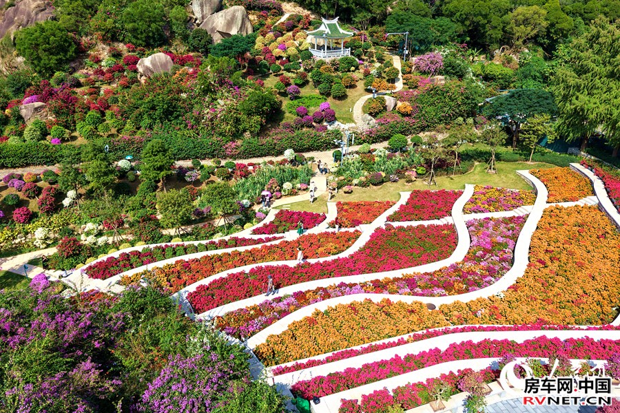 三角梅彩虹梯田美不胜收。人民网记者 陈博摄