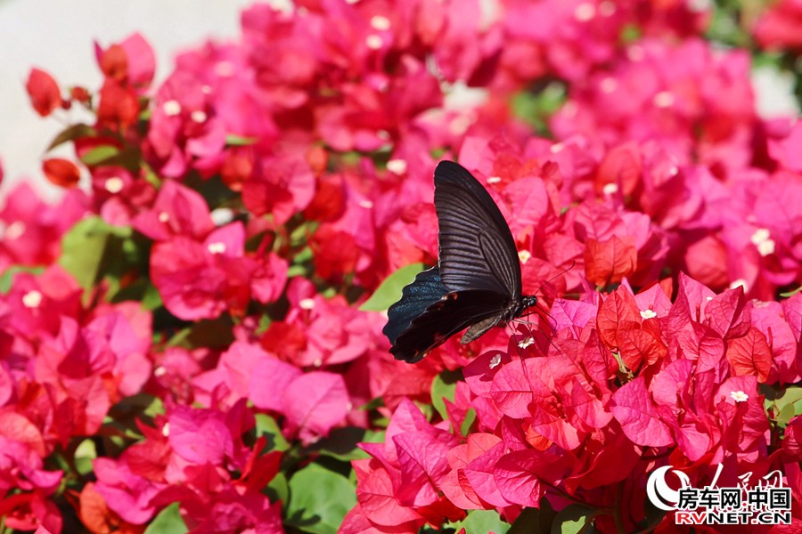 盛开的三角梅引得蝴蝶流连。人民网记者 陈博摄
