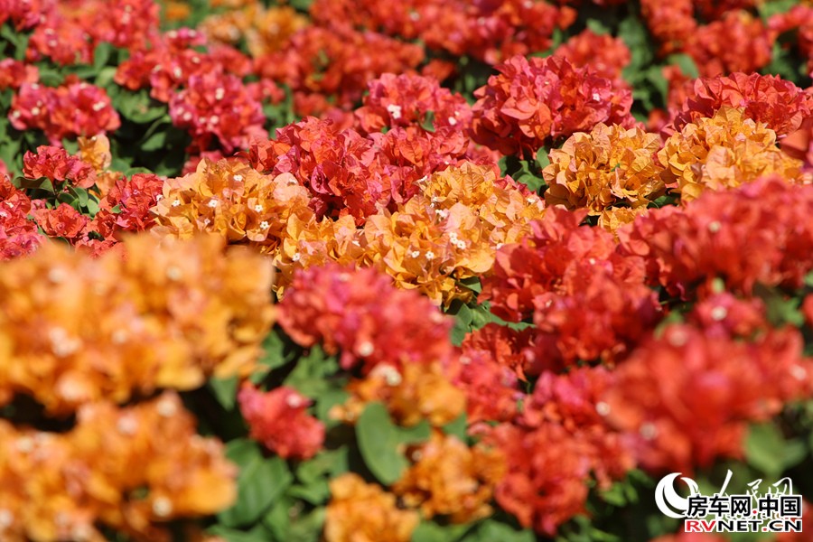 阳光下的三角梅显得格外娇艳。人民网记者 陈博摄