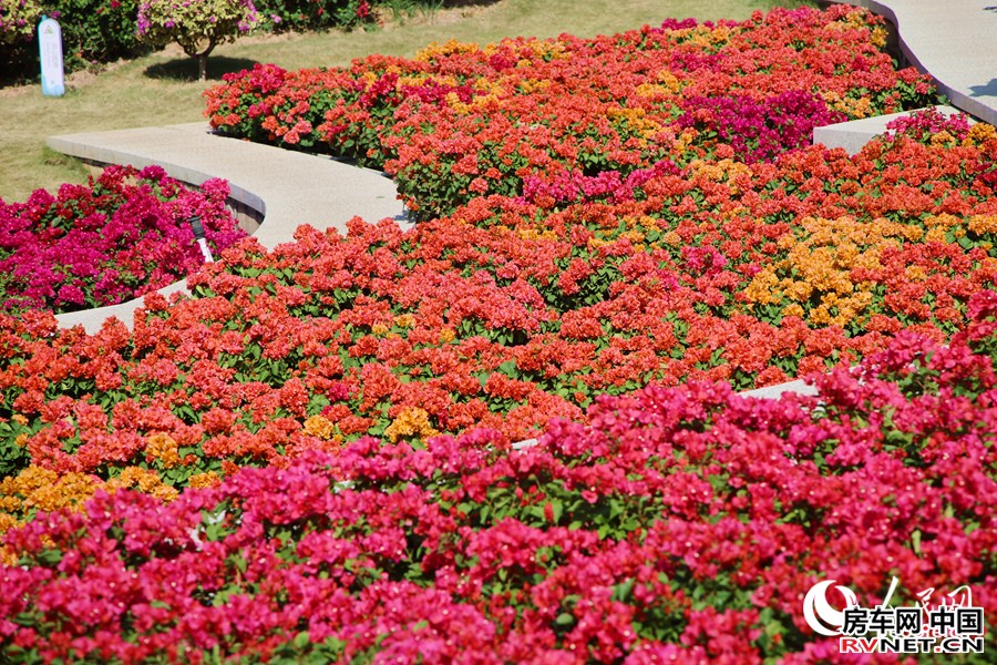 各色三角梅竞相绽放。人民网记者 陈博摄