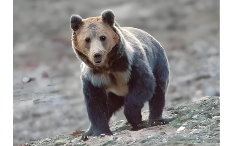 藏马熊群垃圾场觅食，“抓到什么都敢往嘴里送，一次性饭盒、塑料袋、油桶”
