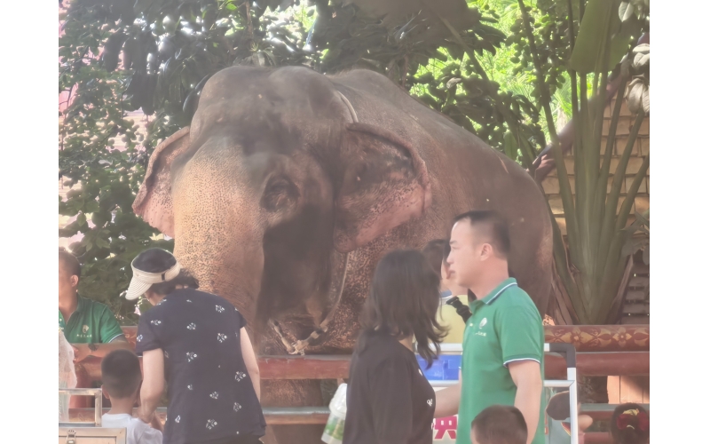 游览云南西双版纳傣族自治州景洪市曼听御花园 曼听公园3-2