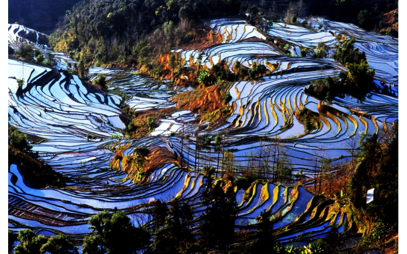 云南红河哈尼梯田进入最佳观赏期